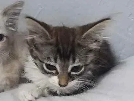 Gato raça Srd idade Abaixo de 2 meses nome Mila