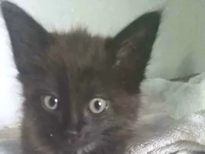 Gato raça Srd idade Abaixo de 2 meses nome Dudu