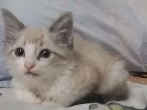 Gato raça Srd idade Abaixo de 2 meses nome Duda