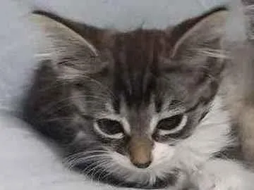 Gato raça Srd idade Abaixo de 2 meses nome Mila