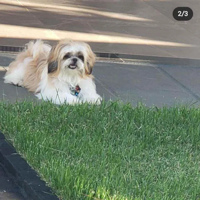 Cachorro raça Shitzu  idade 3 anos nome Bento