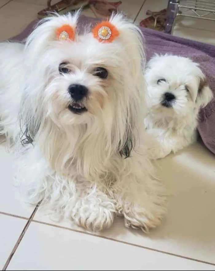 Cachorro raça Lhasa  idade 5 anos nome Nina