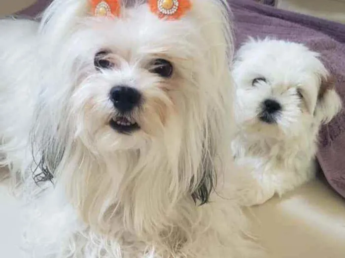 Cachorro raça Lhasa  idade 5 anos nome Nina