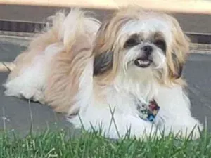 Cachorro raça Shitzu  idade 3 anos nome Bento