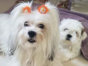 Cachorro raça Lhasa  idade 5 anos nome Nina