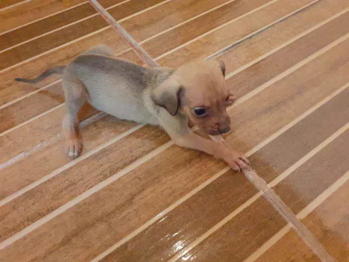 Cachorro ra a Vira lata  idade 2 a 6 meses nome Sem nome 