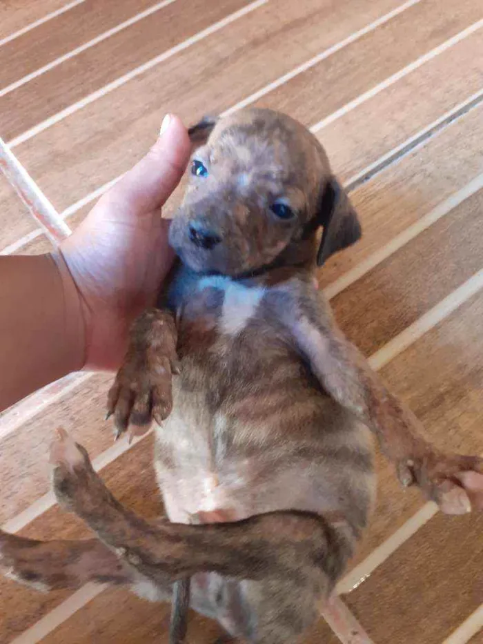 Cachorro ra a Vira lata  idade 2 a 6 meses nome Sem nome 