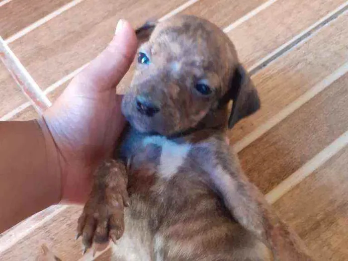 Cachorro ra a Vira lata  idade 2 a 6 meses nome Sem nome 