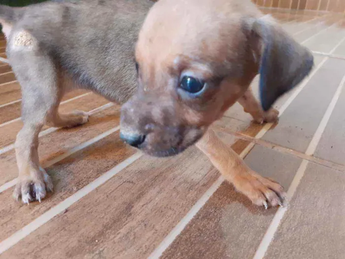 Cachorro ra a Vira lata  idade 2 a 6 meses nome Sem nome 