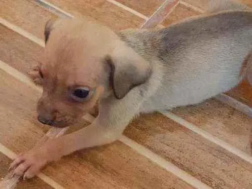 Cachorro ra a Vira lata  idade 2 a 6 meses nome Sem nome 