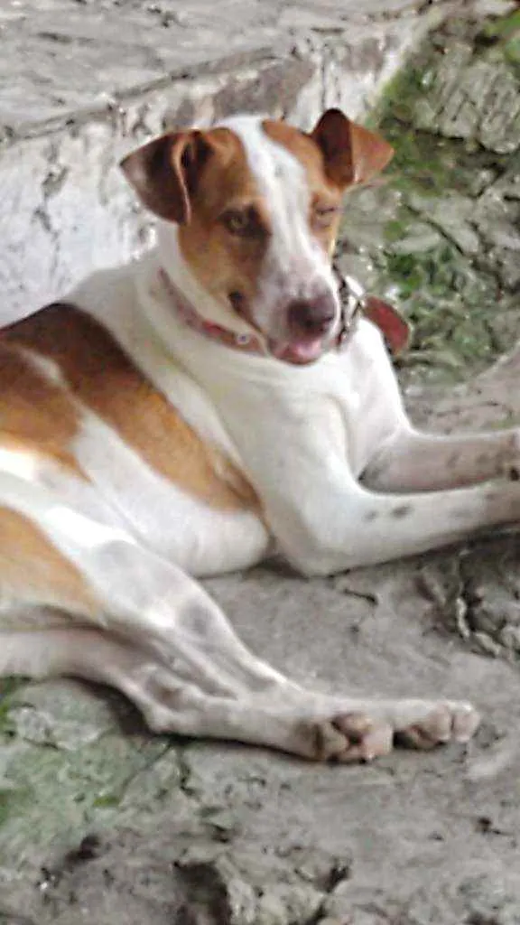 Cachorro ra a SRD idade 2 anos nome CADELA CASTRADA