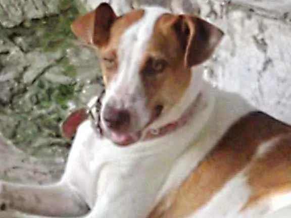 Cachorro ra a SRD idade 2 anos nome CADELA CASTRADA