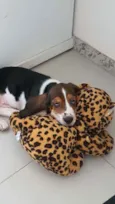 Rex
