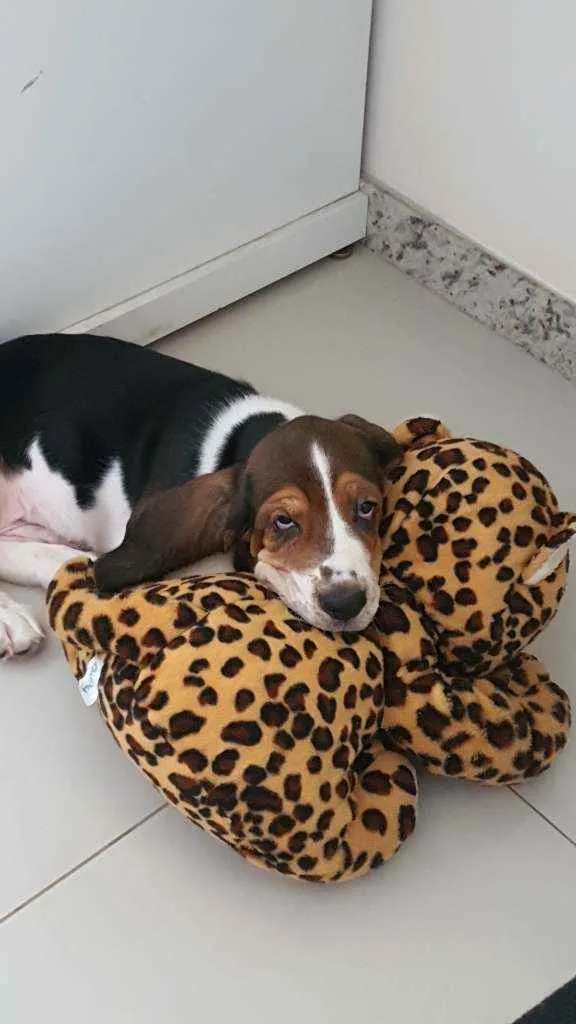 Cachorro ra a Basset Hound idade 2 a 6 meses nome Rex