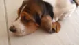 Rex