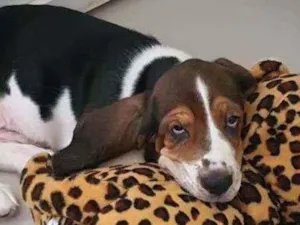 Cachorro raça Basset Hound idade 2 a 6 meses nome Rex