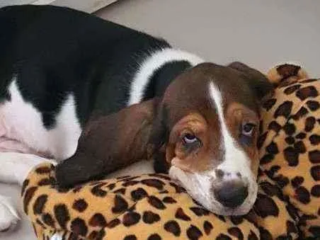 Cachorro ra a Basset Hound idade 2 a 6 meses nome Rex