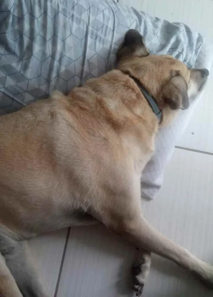 Cachorro ra a SRD idade 6 ou mais anos nome Lelo Lelinho