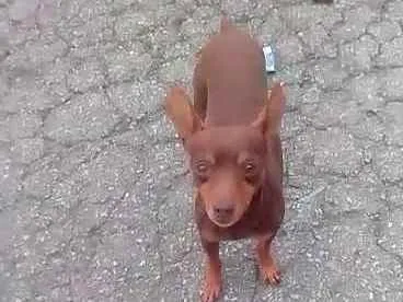Cachorro raça SRD idade 2 anos nome Galã
