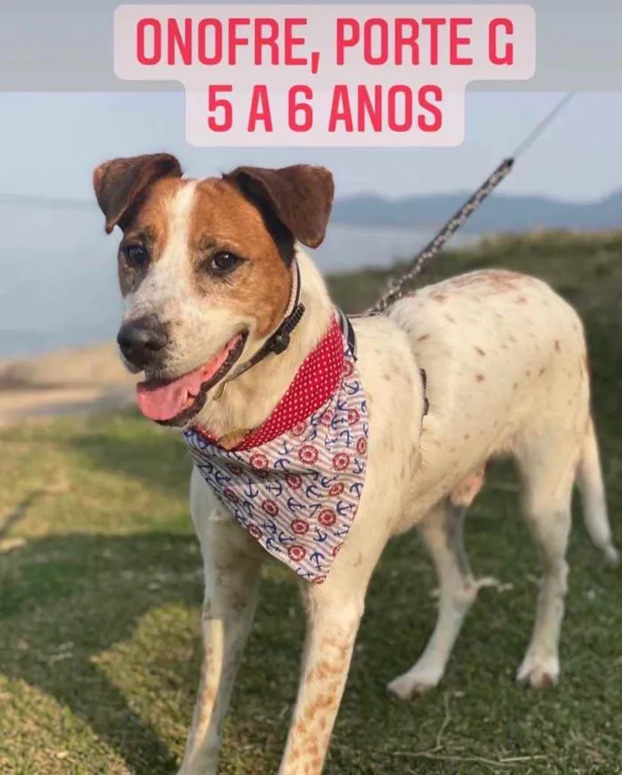 Cachorro ra a  idade 1 ano nome Não sei 