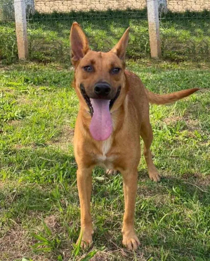 Cachorro ra a  idade 1 ano nome Não sei 