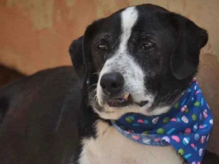 Cachorro ra a  idade 1 ano nome Não sei 