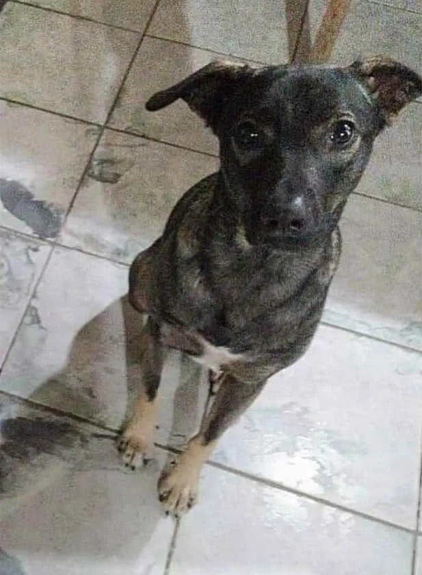 Cachorro ra a SRD idade 2 anos nome Geminho