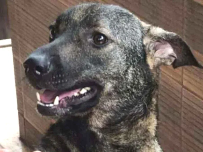 Cachorro ra a SRD idade 2 anos nome Geminho