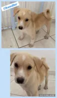 Cachorro raça SRD idade 2 a 6 meses nome CHANDLER