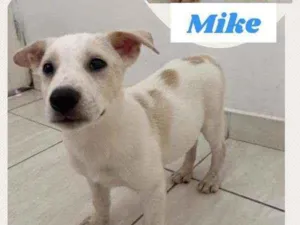 Cachorro raça SRD idade 2 a 6 meses nome MIKE