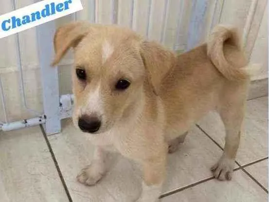 Cachorro raça SRD idade 2 a 6 meses nome CHANDLER