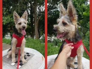 Cachorro raça SRD idade 7 a 11 meses nome akira