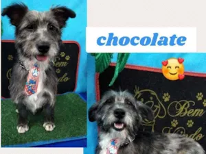 Cachorro raça SRD idade 1 ano nome CHOCOLATE