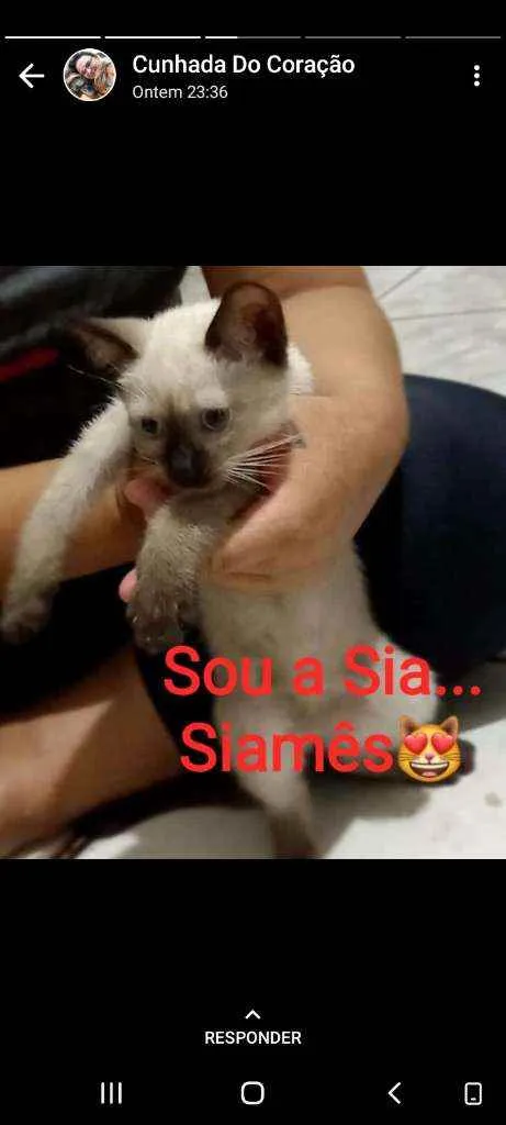 Gato ra a Siamês, Preto e preto e branco idade 2 a 6 meses nome 3 gatos