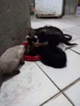 3 gatos