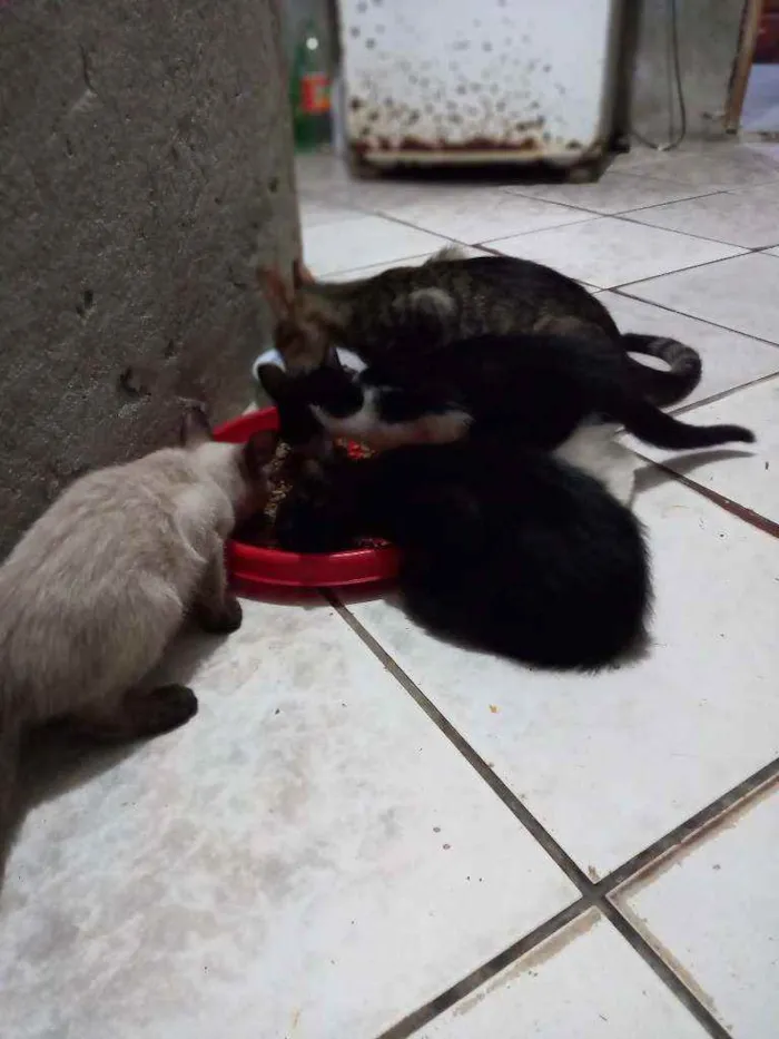 Gato ra a Siamês, Preto e preto e branco idade 2 a 6 meses nome 3 gatos