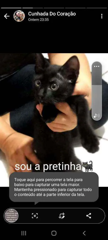 Gato ra a Siamês, Preto e preto e branco idade 2 a 6 meses nome 3 gatos