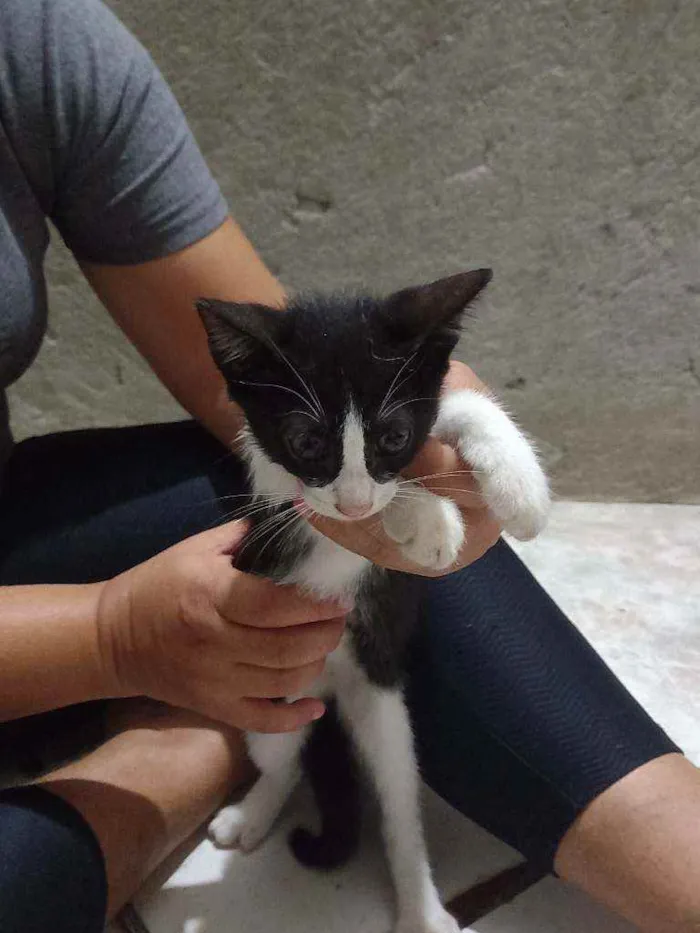 Gato ra a Siamês, Preto e preto e branco idade 2 a 6 meses nome 3 gatos