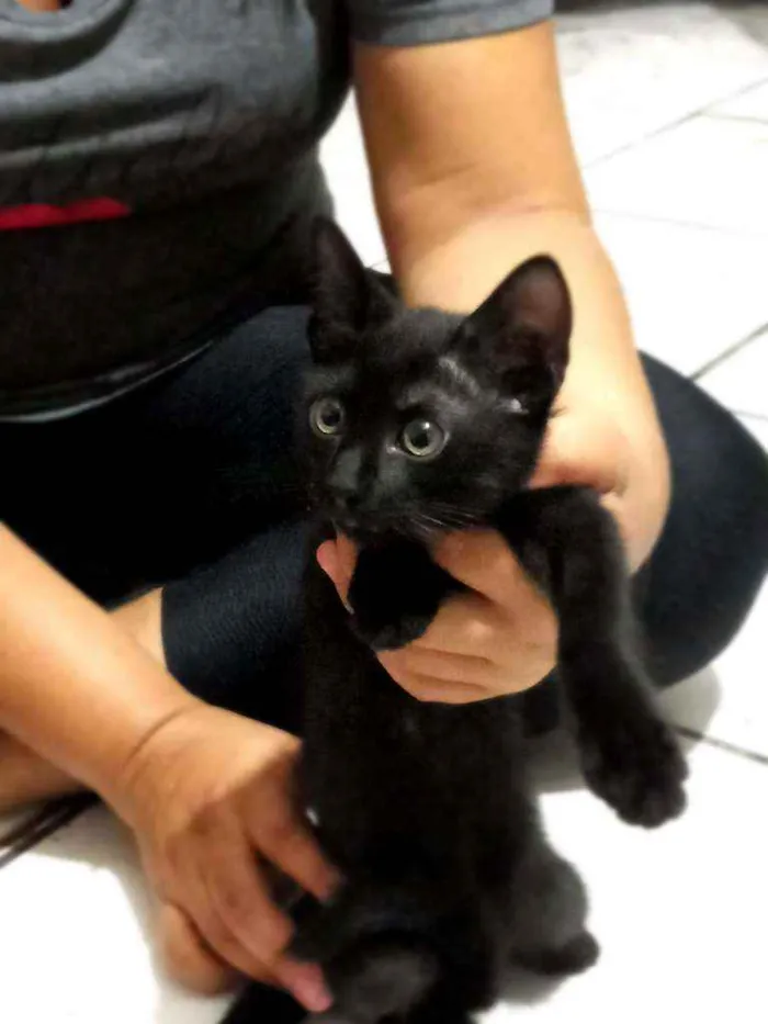 Gato ra a Siamês, Preto e preto e branco idade 2 a 6 meses nome 3 gatos