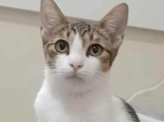 Gato ra a Srd idade 2 a 6 meses nome Frida 