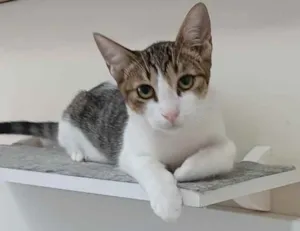 Gato raça Srd idade 2 a 6 meses nome Frida 