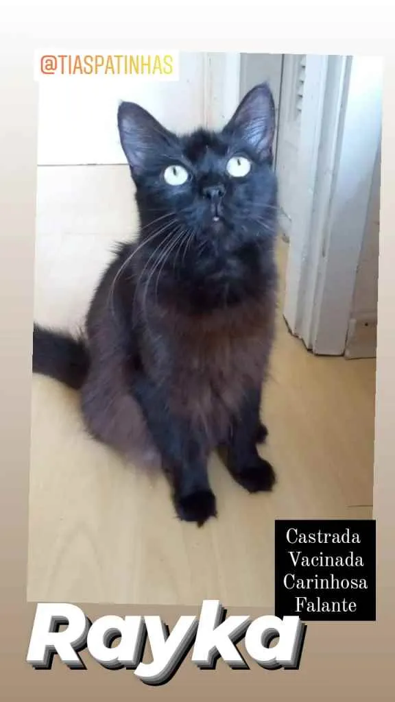 Gato ra a Srd idade 1 ano nome Rayka