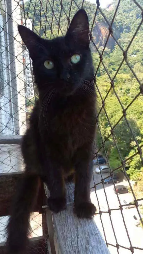 Gato ra a Srd idade 1 ano nome Rayka