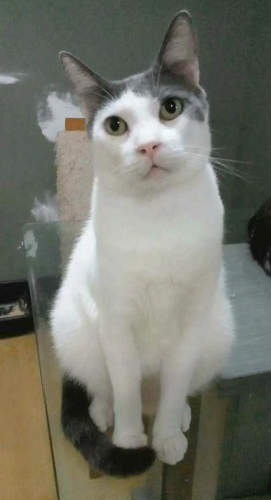 Gato ra a Srd idade 2 anos nome John
