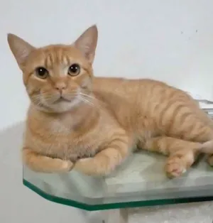 Gato raça Srd idade 2 anos nome Simba