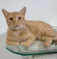 Simba