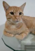 Simba