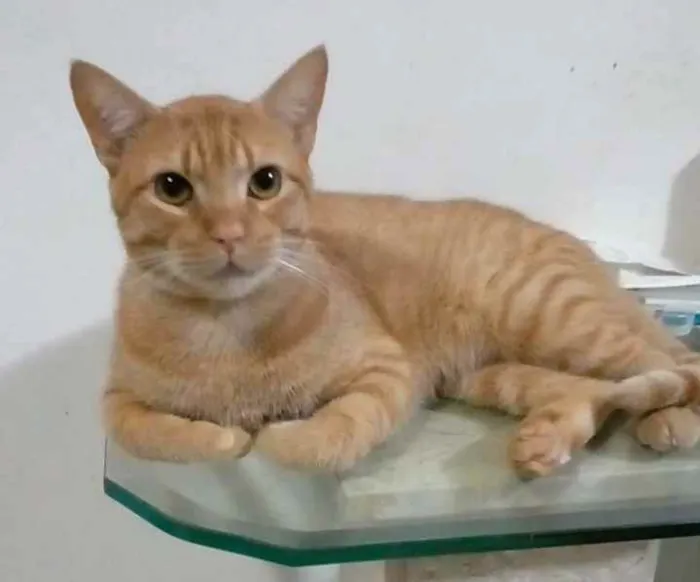 Gato ra a Srd idade 2 anos nome Simba
