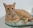 Simba