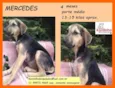 Cachorro raça SRD idade 2 a 6 meses nome Mercedes